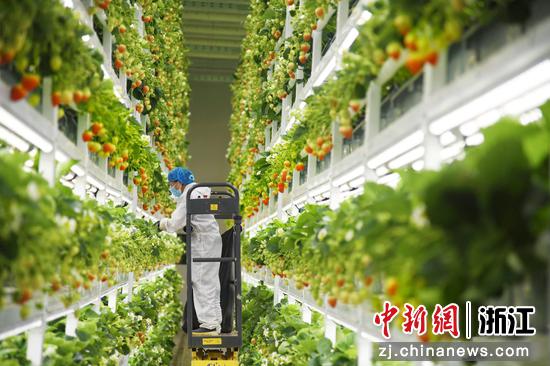 四维生态的“AI植物工厂”内景。浙江省农业农村厅供图 四维生态的“AI植物工厂”内景。浙江省农业农村厅供图