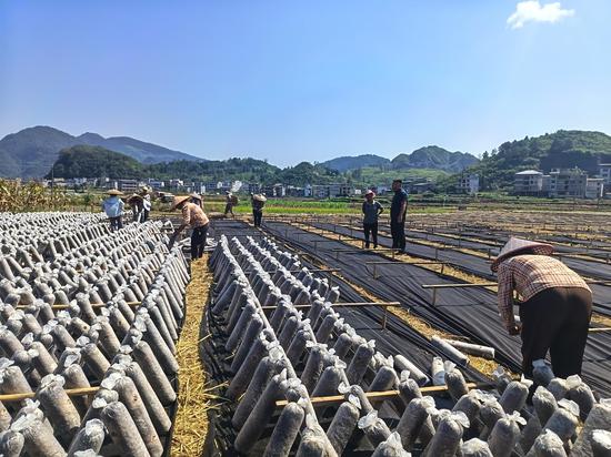 松桃苗族自治县普觉镇“水稻+木耳”种植基地，村民们忙于摆放菌棒