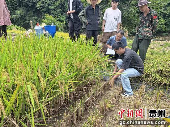 图为测产现场。 (2).jpg