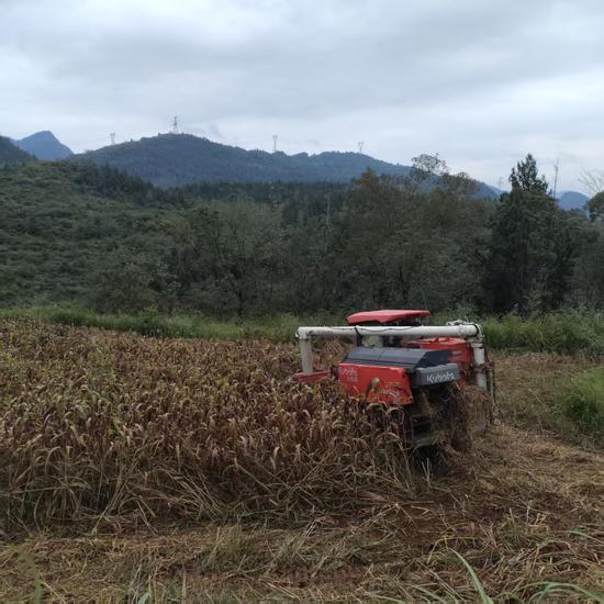种植基地里，收割机正在抢收红樱子高粱