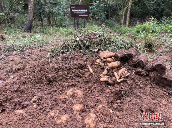 图为贵州省大方县林下仿野生有机天麻种植基地。杨茜 摄