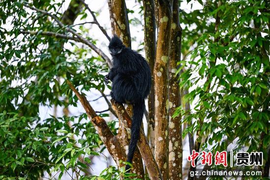 黑叶猴在麻阳河国家级自然保护区繁衍生息。