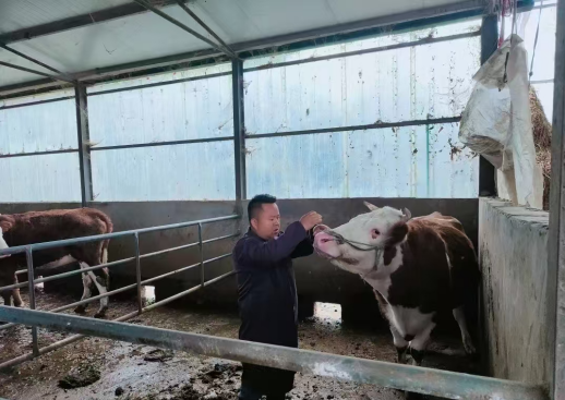 杨茂在养殖场给牛看病。受访者供图