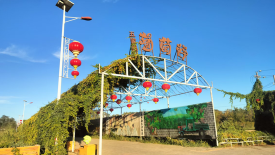 葡萄采摘园。