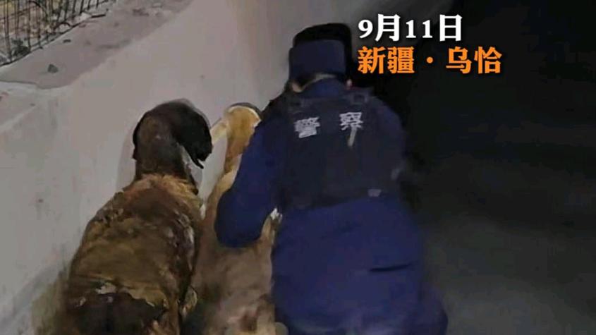 新疆乌恰：牧民50只羊走失，民辅警连夜搜寻七小时找回
