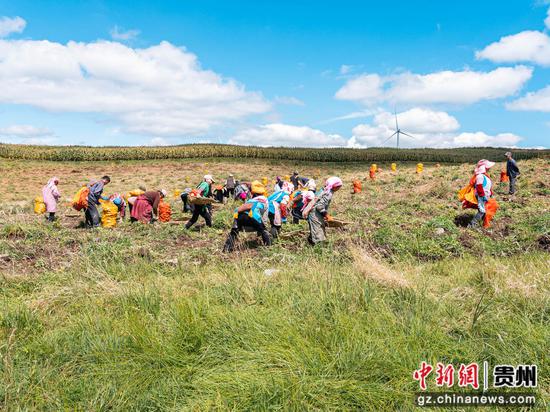图为9月14日,在贵州威宁自治县雪山镇红旗村马铃薯种植基地,群众正在分拣马铃薯 。 图为9月14日,在贵州威宁自治县雪山镇红旗村马铃薯种植基地,群众正在分拣马铃薯 。