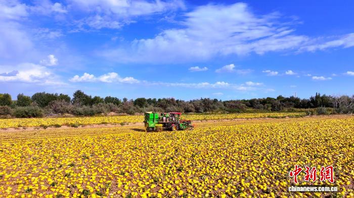 新疆北屯50余万亩特色籽用瓜类进入集中采收期