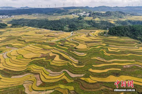 9月15日,航拍龙山镇千亩梯田。 9月15日,航拍龙山镇千亩梯田。