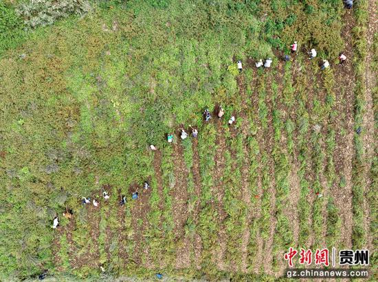 图为9月14日,在贵州威宁自治县雪山镇红旗村马铃薯种植基地,群众正在采挖农机无法作业的破碎地块的马铃薯 。 图为9月14日,在贵州威宁自治县雪山镇红旗村马铃薯种植基地,群众正在采挖农机无法作业的破碎地块的马铃薯 。