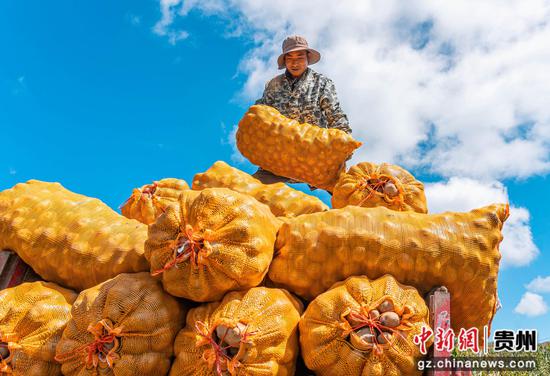 图为9月14日,在贵州威宁自治县雪山镇红旗村马铃薯种植基地,群众正在搬运马铃薯 。 图为9月14日,在贵州威宁自治县雪山镇红旗村马铃薯种植基地,群众正在搬运马铃薯 。