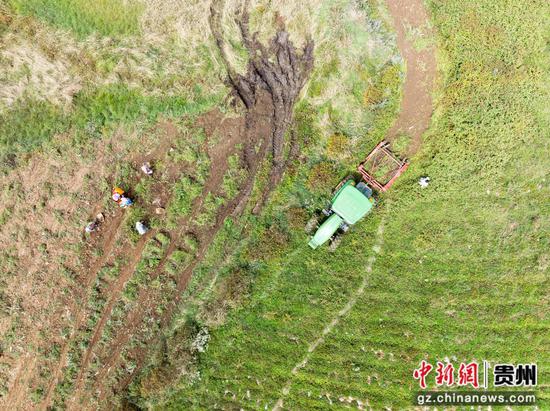 图为9月14日,在贵州威宁自治县雪山镇红旗村马铃薯种植基地,群众与农机协作采收马铃薯。 图为9月14日,在贵州威宁自治县雪山镇红旗村马铃薯种植基地,群众与农机协作采收马铃薯。