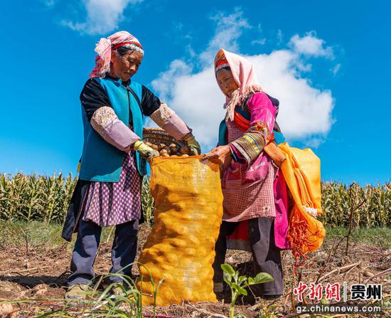 图为9月14日,在贵州威宁自治县雪山镇红旗村马铃薯种植基地,群众正在装袋马铃薯 。 图为9月14日,在贵州威宁自治县雪山镇红旗村马铃薯种植基地,群众正在装袋马铃薯 。