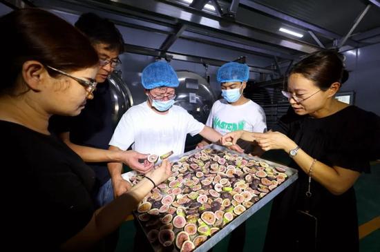 在岳普湖县无花果深加工生产车间，工作人员正在仔细检查无花果切片的品质。