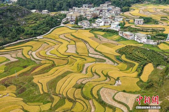 9月15日,航拍龙山镇千亩梯田。 9月15日,航拍龙山镇千亩梯田。