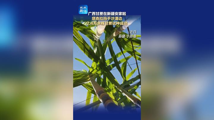 广西甘蔗在新疆安家啦 塔克拉玛干沙漠边 2.4万余株甘蔗试种成功