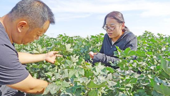 红星二场六连的棉田里，高强强（右）正在查看棉籽饱满度。