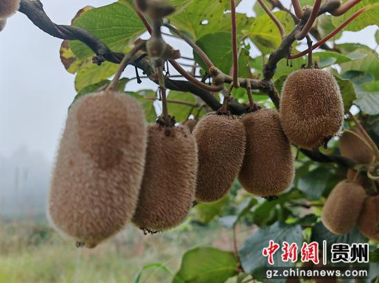 高山生态猕猴桃果型饱满，静待采摘上市。谢永恒 摄