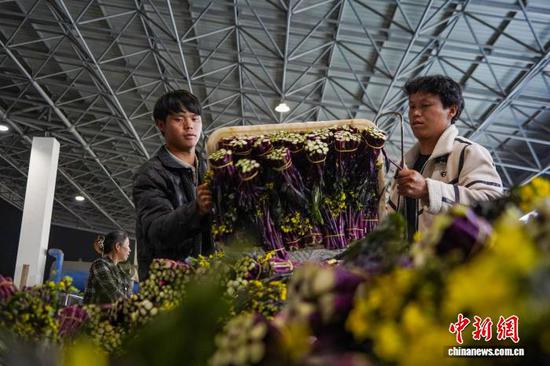 连日来，贵州省毕节市威宁彝族回族苗族自治县种植的6万亩红菜苔进入采收期，预计产量6万吨，产值约3.6亿元，带动7.2万人次务工增收。目前，依托威宁自治县江楠物流园，全国各地的客商到此交易红菜苔，每日交易量达百万余斤。图为9月21日，威宁自治县江楠物流园，工人收集刚过称的红菜苔。赵庆能 摄