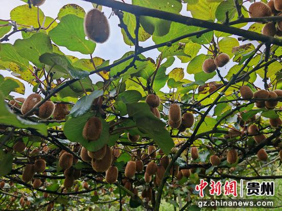 桃林镇猕猴桃挂满枝头，秋日果园硕果累累。谢永恒 摄