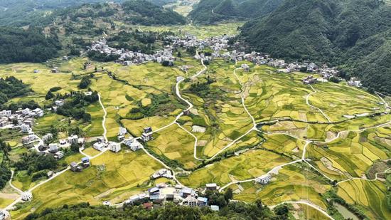秋日水稻金黄