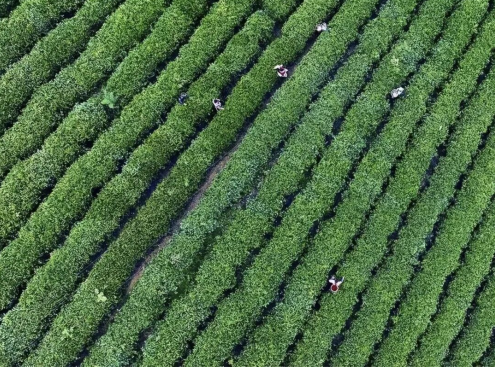 茶农穿梭于茶园采摘秋茶