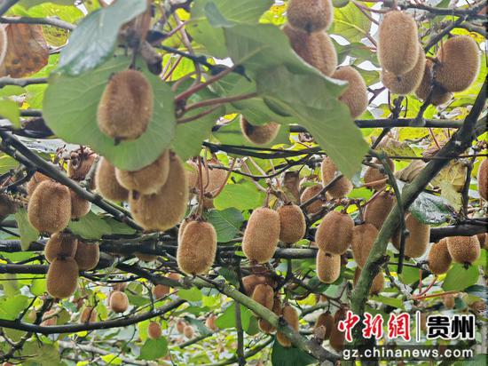 藤蔓硕果垂枝，桃林猕猴桃迎来丰收季。谢永恒 摄