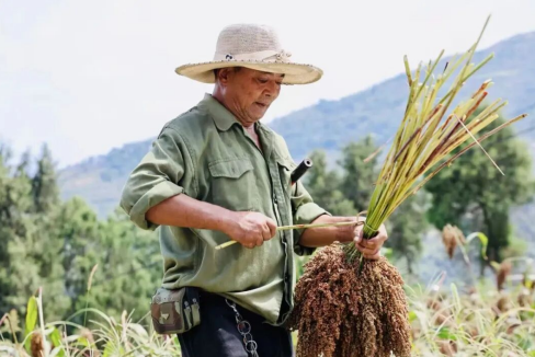 种植户正在收割高粱