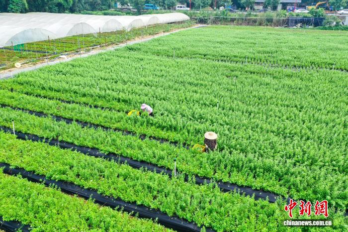 广西梧州：特色蔬菜助增收 远销粤港澳大湾区