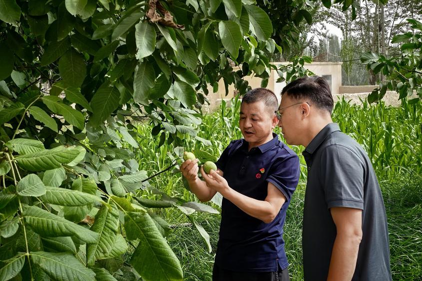 乌什县：青果压枝 核桃飘香