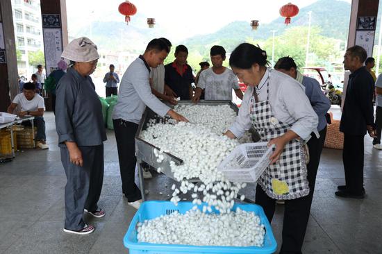 现场对蚕茧进行筛选