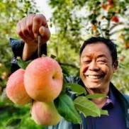 阿克苏苹果为什么甜？答案不在苹果里，在天山脚下