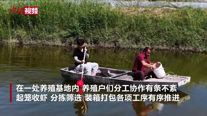 新疆：澳洲淡水龙虾上市 亩产超350斤