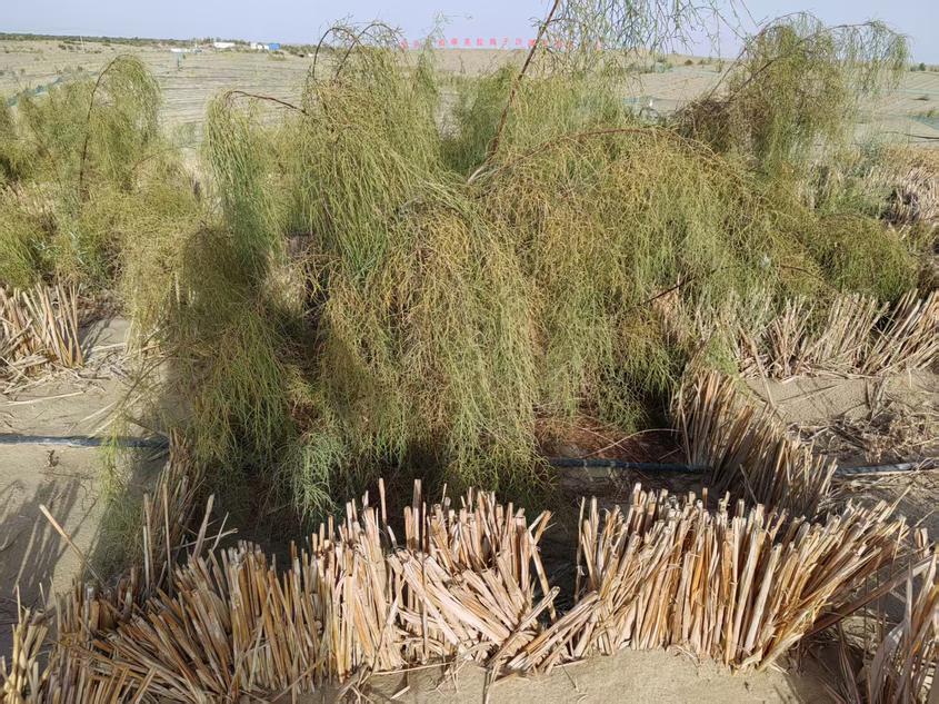 图为塔克拉玛干沙漠上种植的罗布麻。
