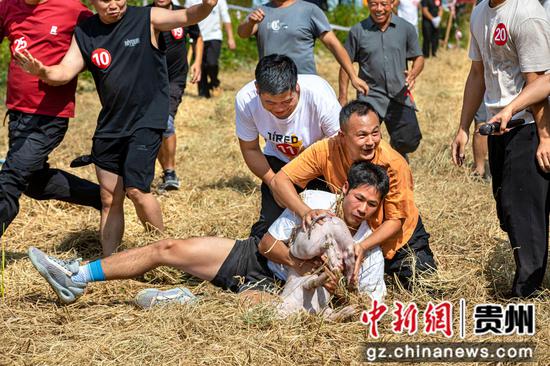 2026年9月25日，贵州省黔西市洪水镇庆丰收系列活动现场，村民开展田间捉猪比赛。