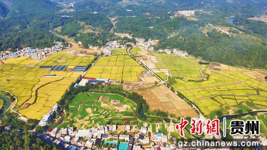 鼓扬镇红岩坝区稻田
