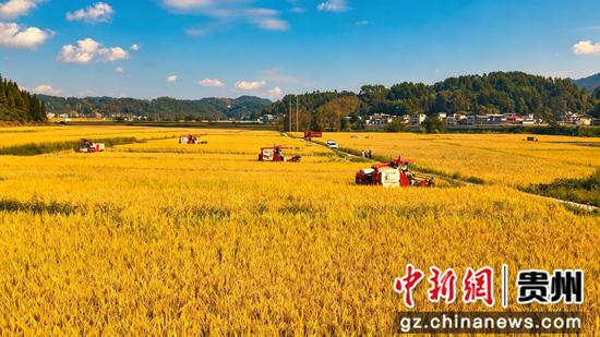 收割机在收割稻谷