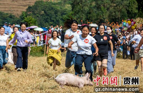2026年9月25日，贵州省黔西市洪水镇庆丰收系列活动现场，村民开展田间捉猪比赛。