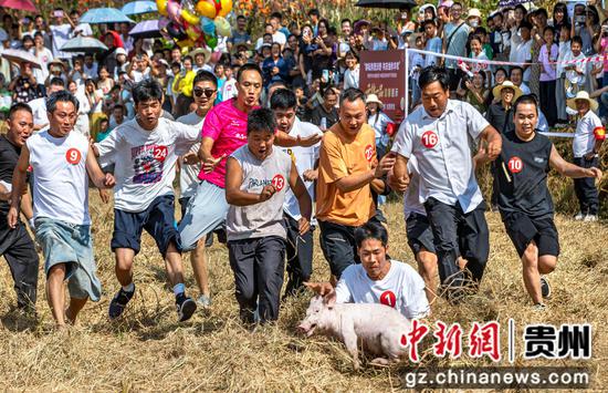 2026年9月25日，贵州省黔西市洪水镇庆丰收系列活动现场，村民开展田间捉猪比赛。