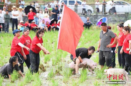 图为庆丰收趣味抓猪比赛现场。杨菊梅 摄
