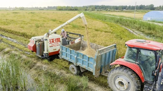 收割机卸粮入车，机械化作业保障稻谷颗粒归仓。马甲兵 摄

