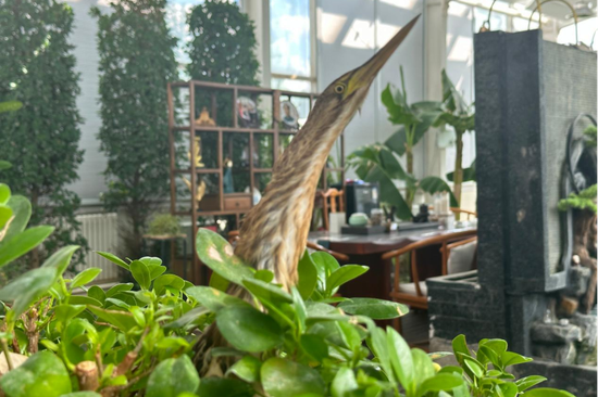 大麻鳽现场活动画面。