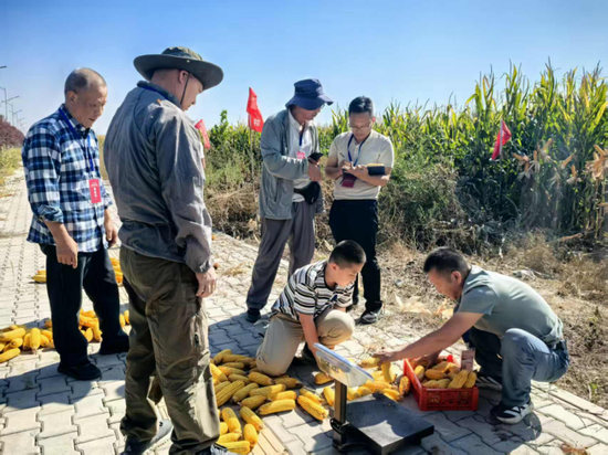 在伊宁县，农业专家团队测产玉米。e