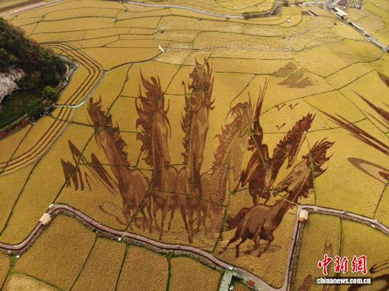 图为贵州省安顺市平坝区白云镇稻田画美景。石小杰 摄 图为贵州省安顺市平坝区白云镇稻田画美景。石小杰 摄