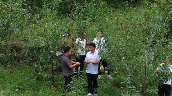 赫章县古基镇村民采摘雪桃。 鲁绍林 摄 赫章县古基镇村民采摘雪桃。 鲁绍林 摄