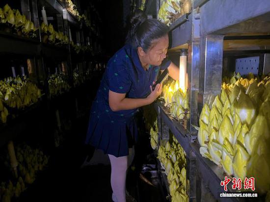 9月30日，禹道家庭农场，王俞拿着“手电”，仔细观察菊苣的长势。孙翼飞 摄