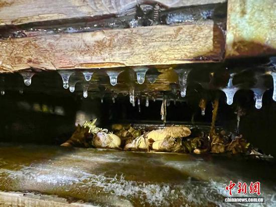 菊苣的根，在零下15摄氏度的冷库中“休眠”。孙翼飞 摄