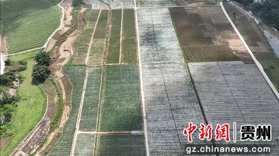 望谟县乐旺坝区蔬菜种植基地航拍图 望谟县乐旺坝区蔬菜种植基地航拍图