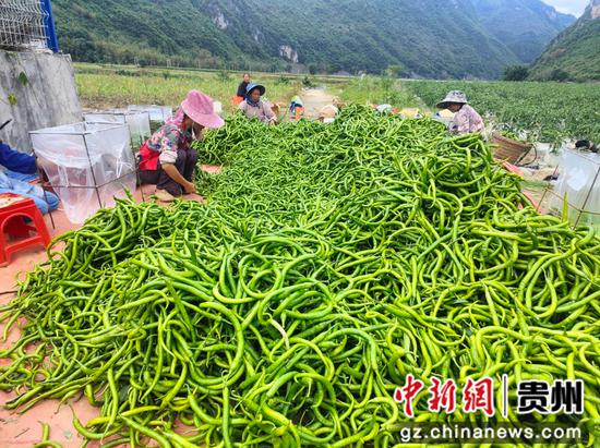 望谟县乐旺坝区蔬菜种植基地,工人们正在采摘分拣辣椒。 望谟县乐旺坝区蔬菜种植基地,工人们正在采摘分拣辣椒。