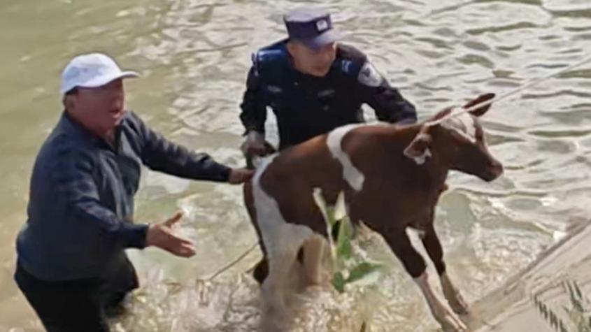 新疆伊宁：小牛饮水被困水渠，民辅警合力施救
