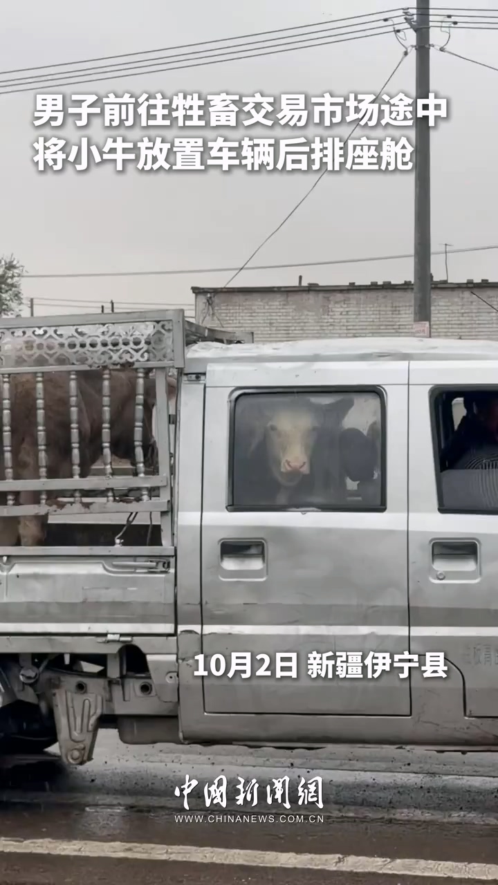 新疆伊宁：小牛坐“专车”出门赶集，涉嫌交通违法行为被查处